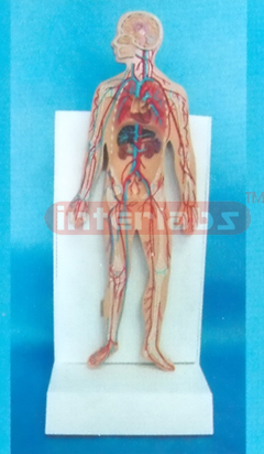 DESK TYPE 35CM TALL HUMAN BLOOD CIRCULATION SYSTEM WITH DESCRIPTION PLATE